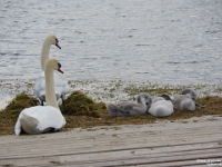 72821CrLe -An evening walk at Joel Stone Park, Gananoque.JPG